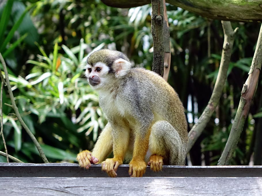 squirrel monkey, climb, feeding, zoo, nature, wildlife, primate, HD wallpaper