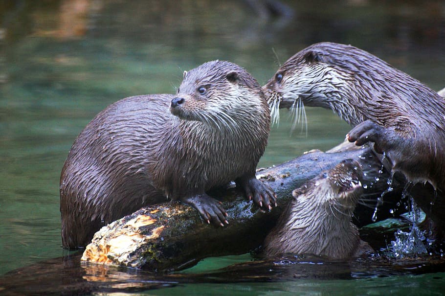 two otters on branch during day, Animals, Nature, mammal, two animals HD wallpaper