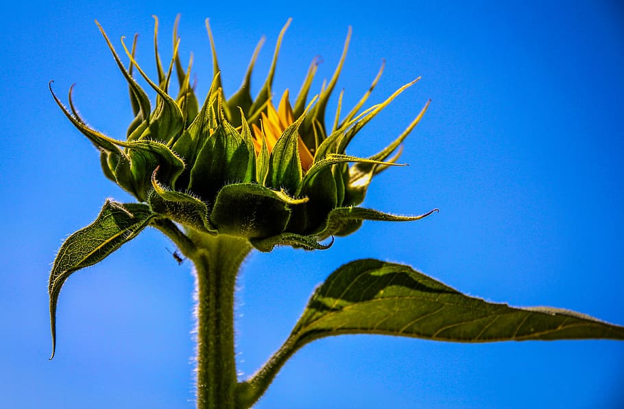 sunflower, sky, macro, blue, sunflowers, nature, green color HD wallpaper