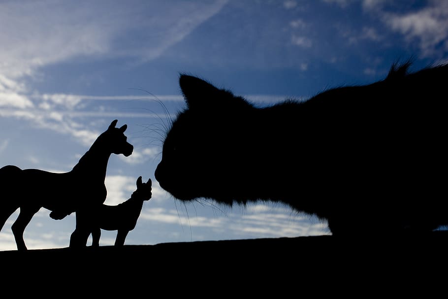 Silhouette, Perspective, Cat, Horses, animal, nature, mammal HD wallpaper