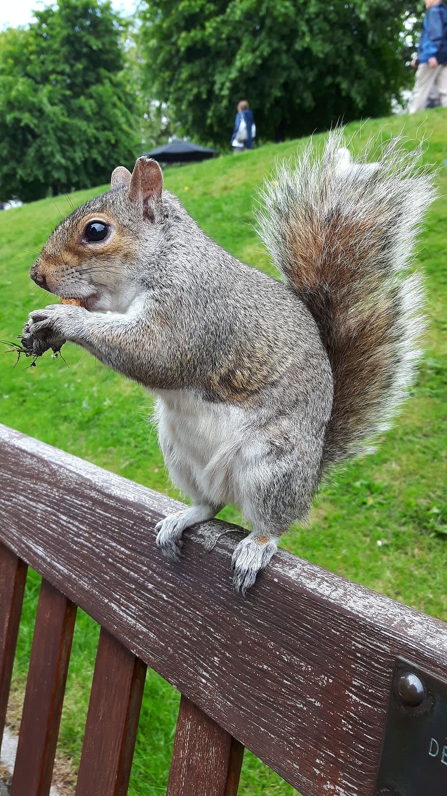 grey squirrel, rodent, animal, gray, cute, mammal, fur, tail HD wallpaper
