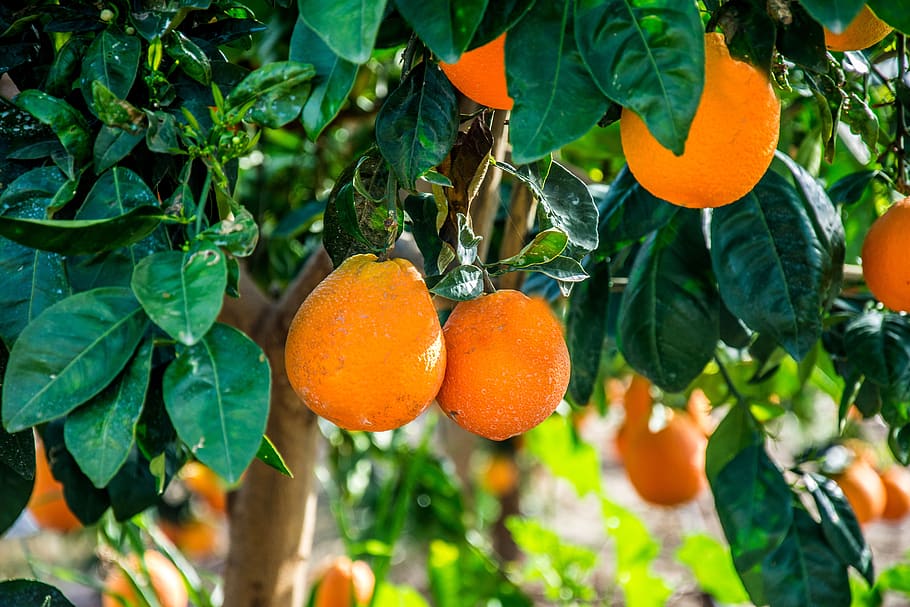 food, orange, trees, leaf, plant part, healthy eating, orange color HD wallpaper