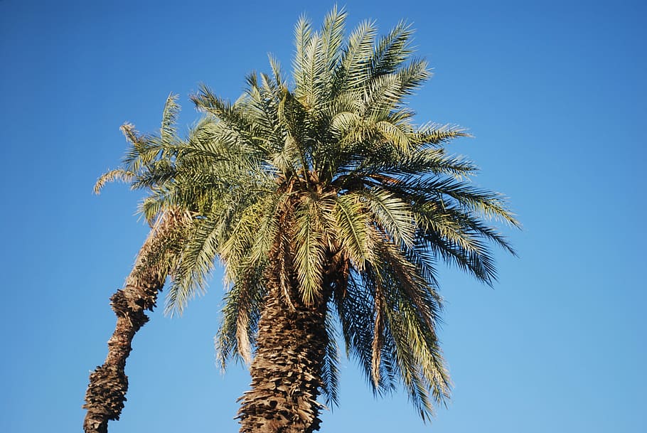 Palm, Tree, Plant, Desert, Palm Tree, nature, low angle view HD wallpaper