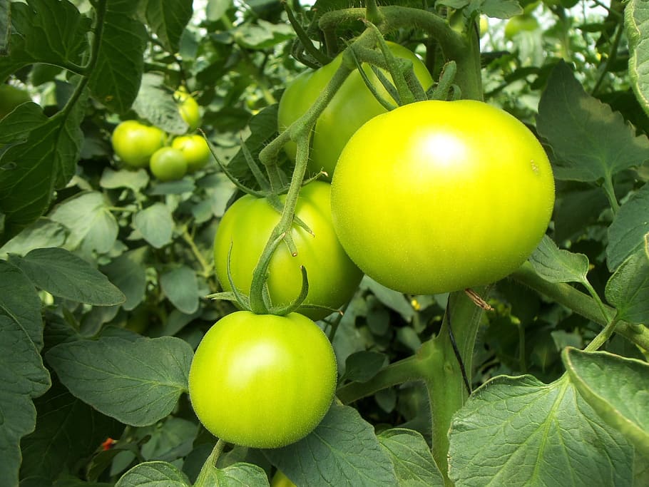 three green tomatoes, vegetable, fruit, leaves, greenhouse HD wallpaper