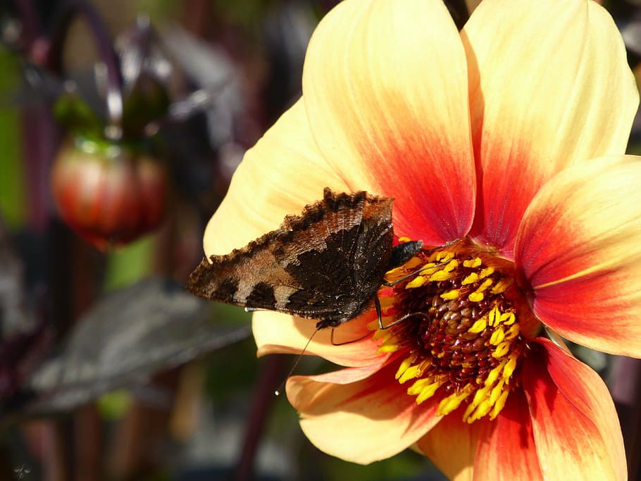 close, blossom, bloom, yellow, orange, ornamental garden, botany HD wallpaper