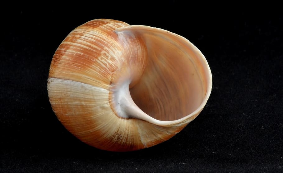 Snail Shell, Snail, Shell, Empty, Slow, spiral, macro, invertebrate HD wallpaper