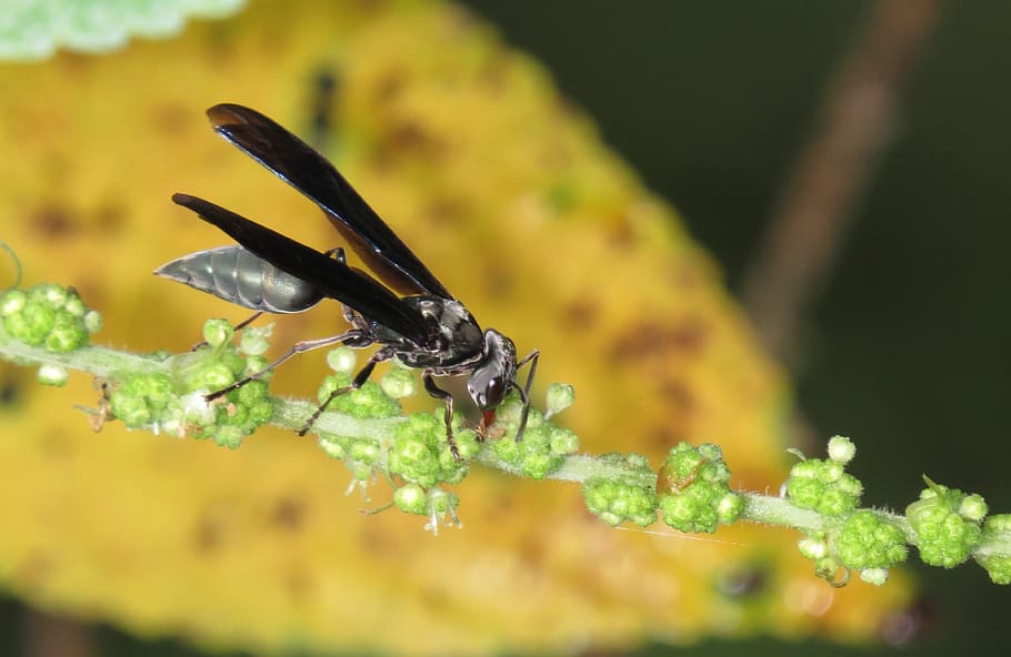 insect, wasp, macro, animal wildlife, plant, animal themes HD wallpaper