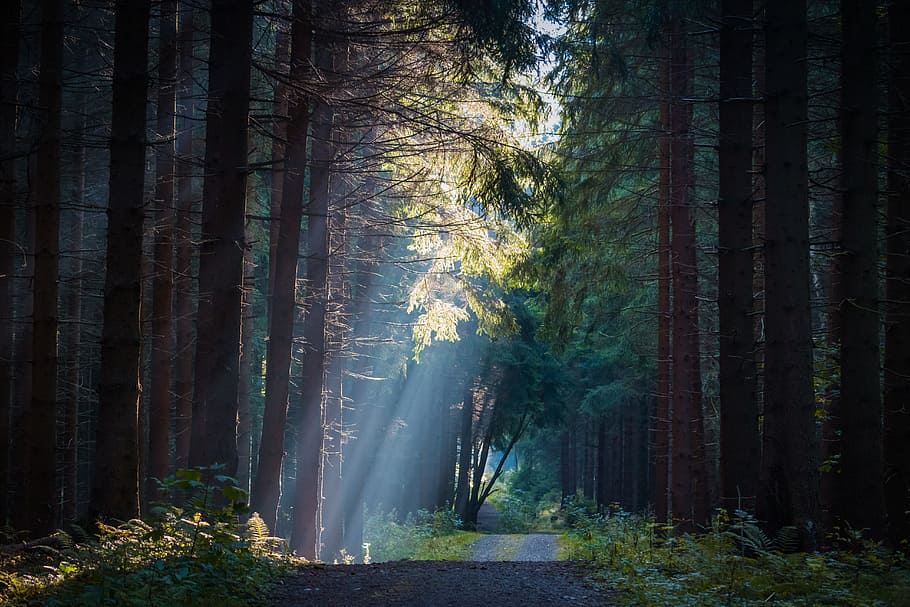 road in between forest trees at daytime, fog, sun, rays, nature HD wallpaper