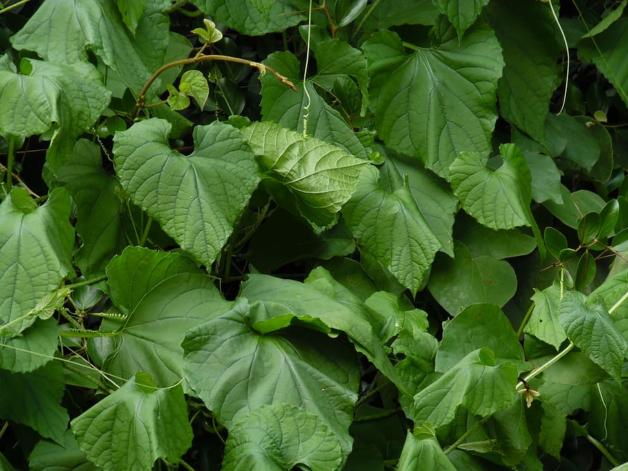 fence, african, plants, moshi, tanzania, leaf, plant part, green color HD wallpaper