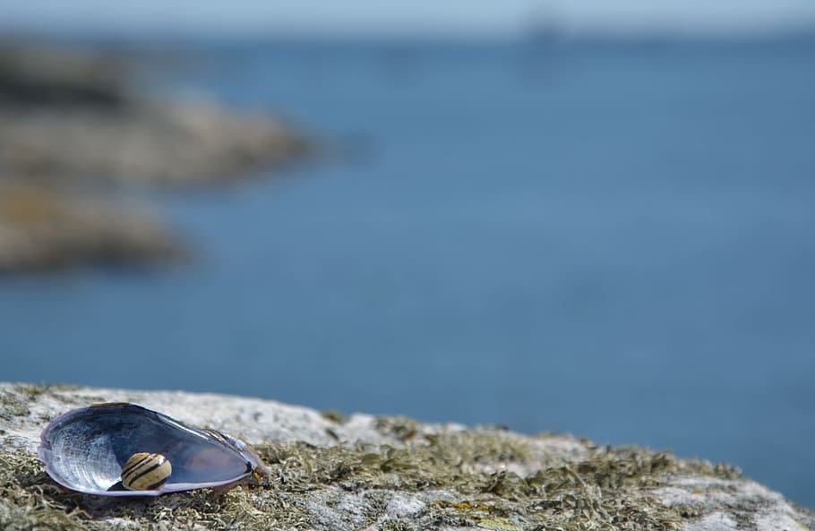 close-up photo of seashell, background, sea shells, short, greeting HD wallpaper