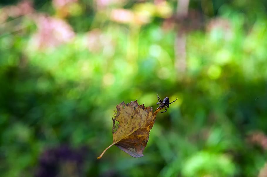 Summer, Sheet, Spider, Leaves, Nature, greens, plant, closeup HD wallpaper