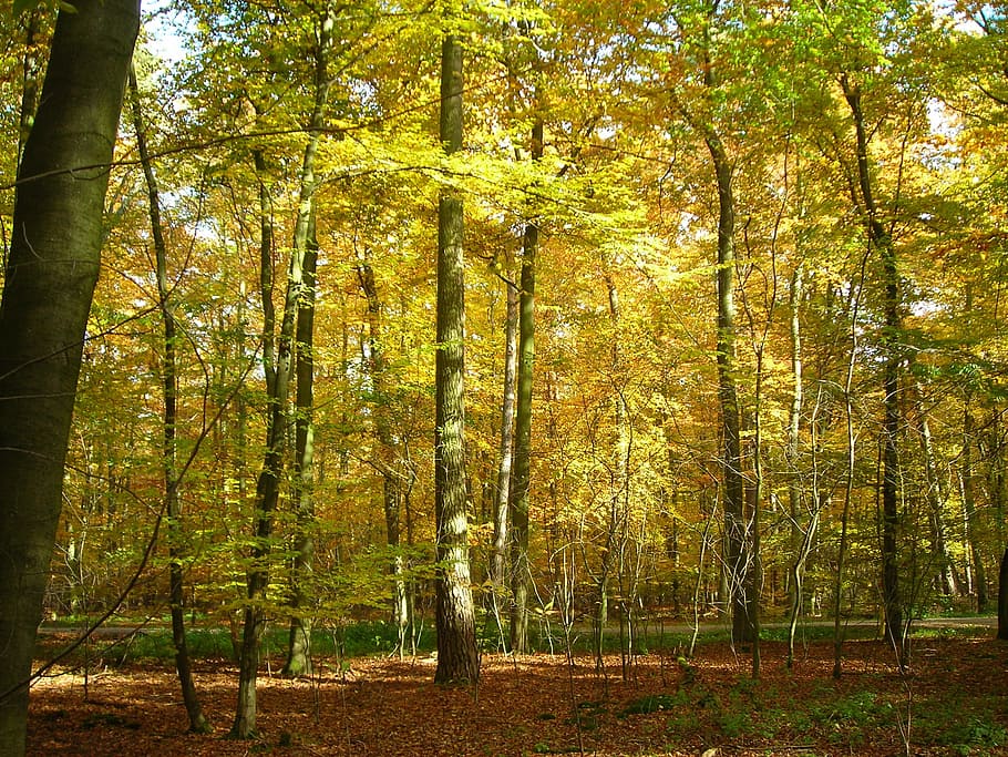 deciduous forest, golden, october, autumn, bright, yellow, beetle valley forest HD wallpaper