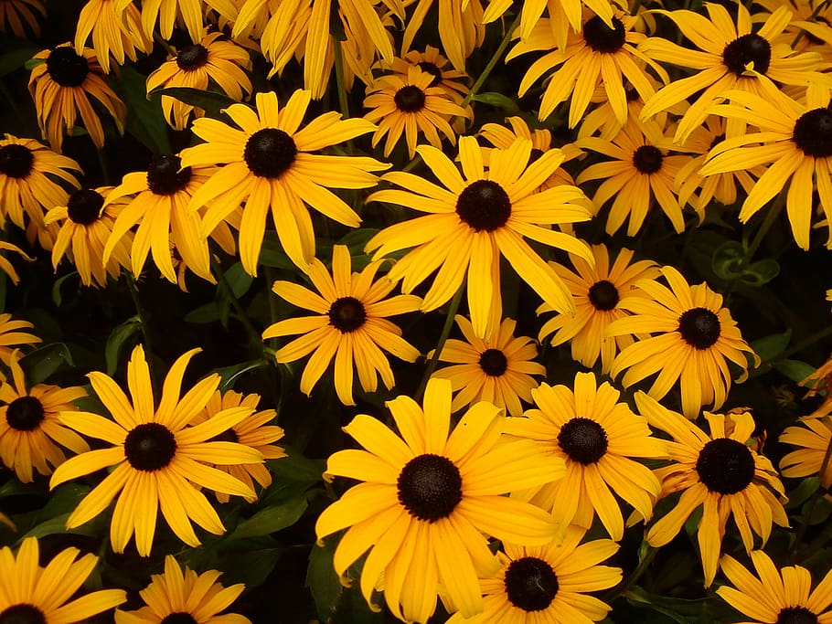 sun hat, flower, yellow, black, rudbeckia fulgida, ordinary sonnenhut HD wallpaper