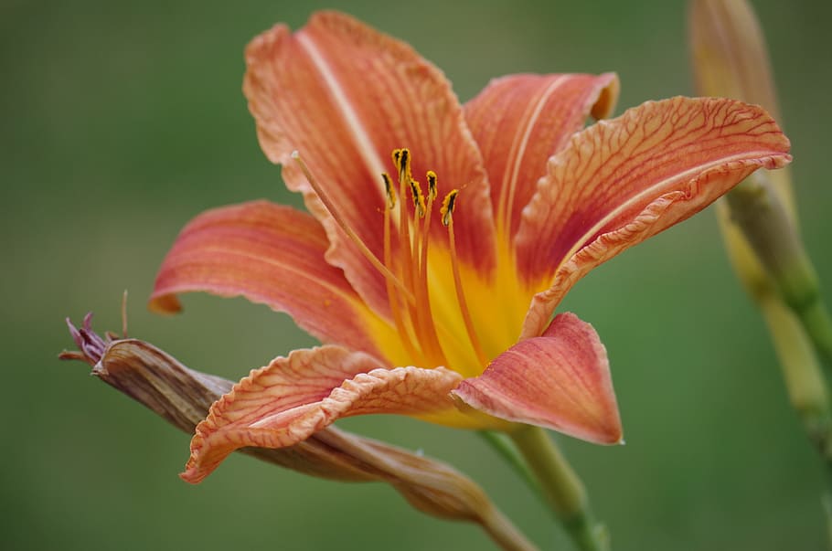 flower, lily, pink, red, plant, flowering plant, petal, vulnerability HD wallpaper