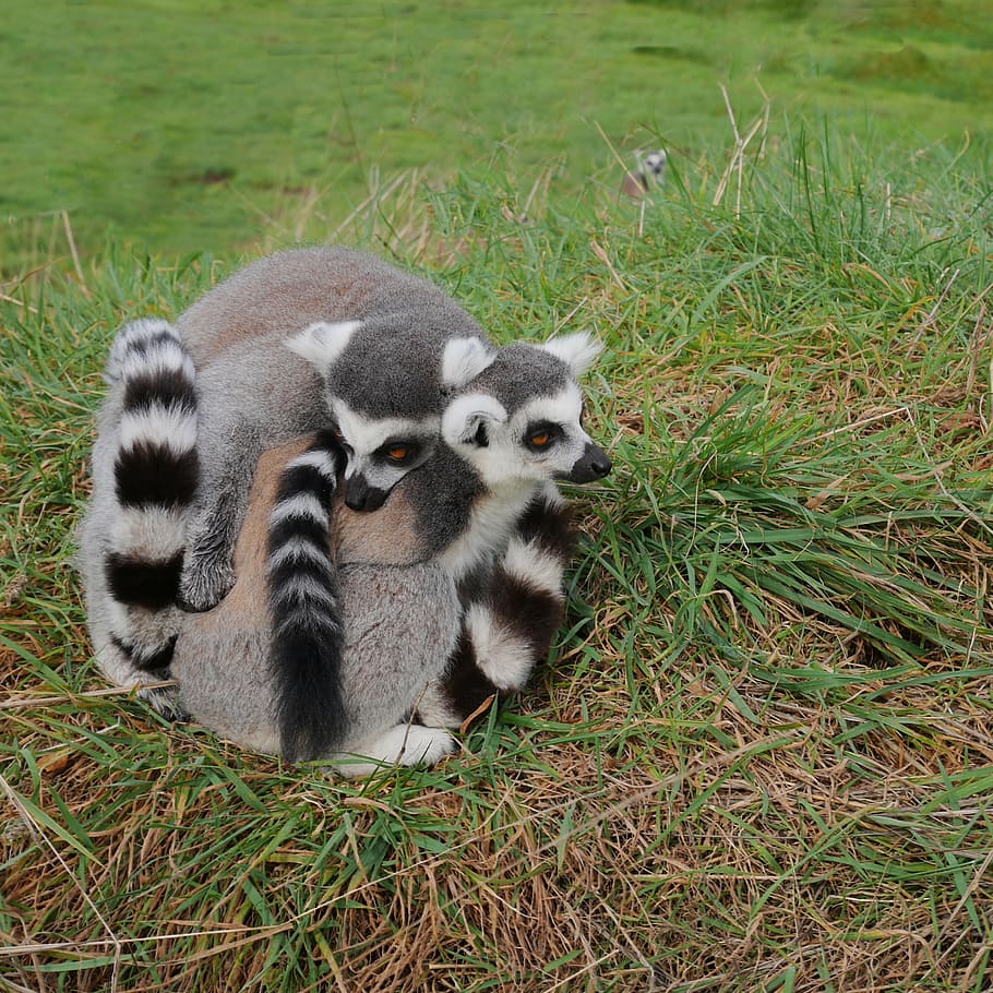 two lemurs on grass field, three, 3, pair, cuddle, together HD wallpaper