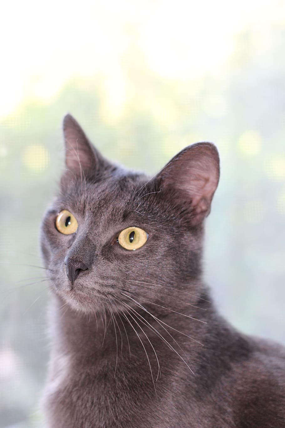 grey, cat, sitting, vertical, young, domestic Cat, pets, animal HD wallpaper