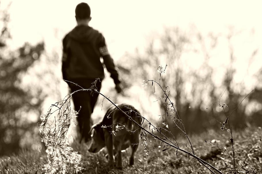 man walking on grass field with dog during daytime, kid, child HD wallpaper