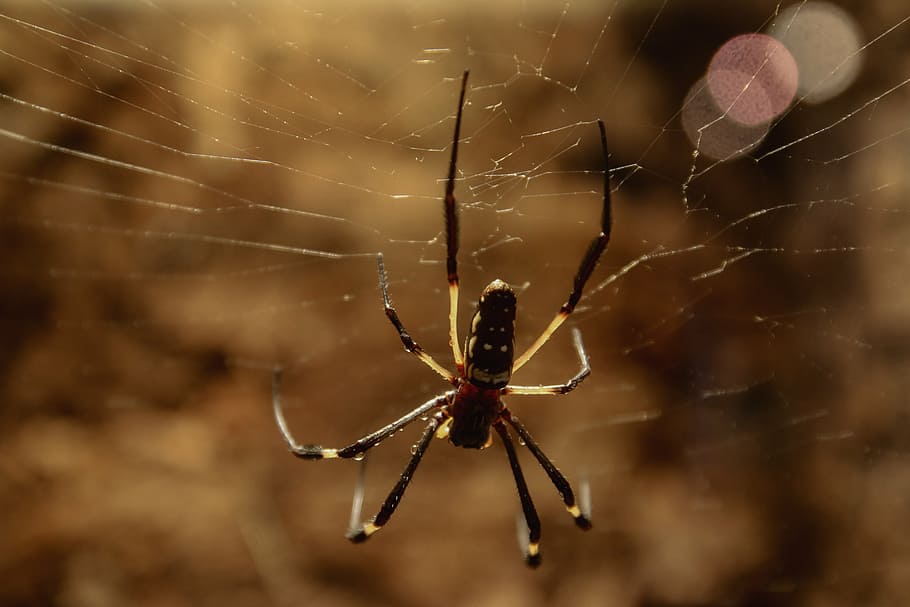spider, spider silk, network, cobweb, close, catch, spider Web HD wallpaper
