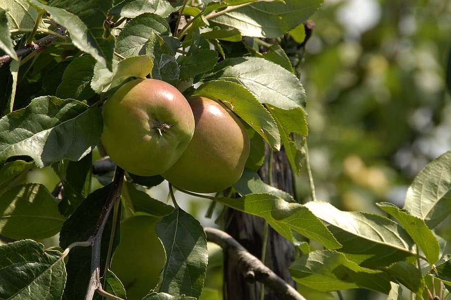 apples, fruit, fruits, healthy eating, leaf, plant part, food and drink HD wallpaper