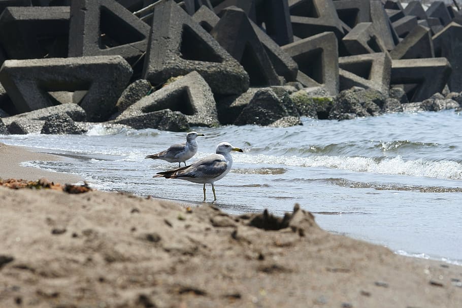 animal, sea, beach, wave, seabird, sea gull, seagull, wild animal HD wallpaper