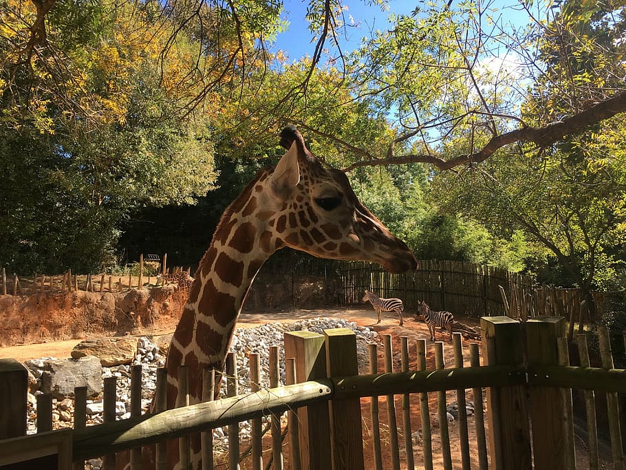 giraffe, zoo, animal, animal themes, animal wildlife, one animal HD wallpaper