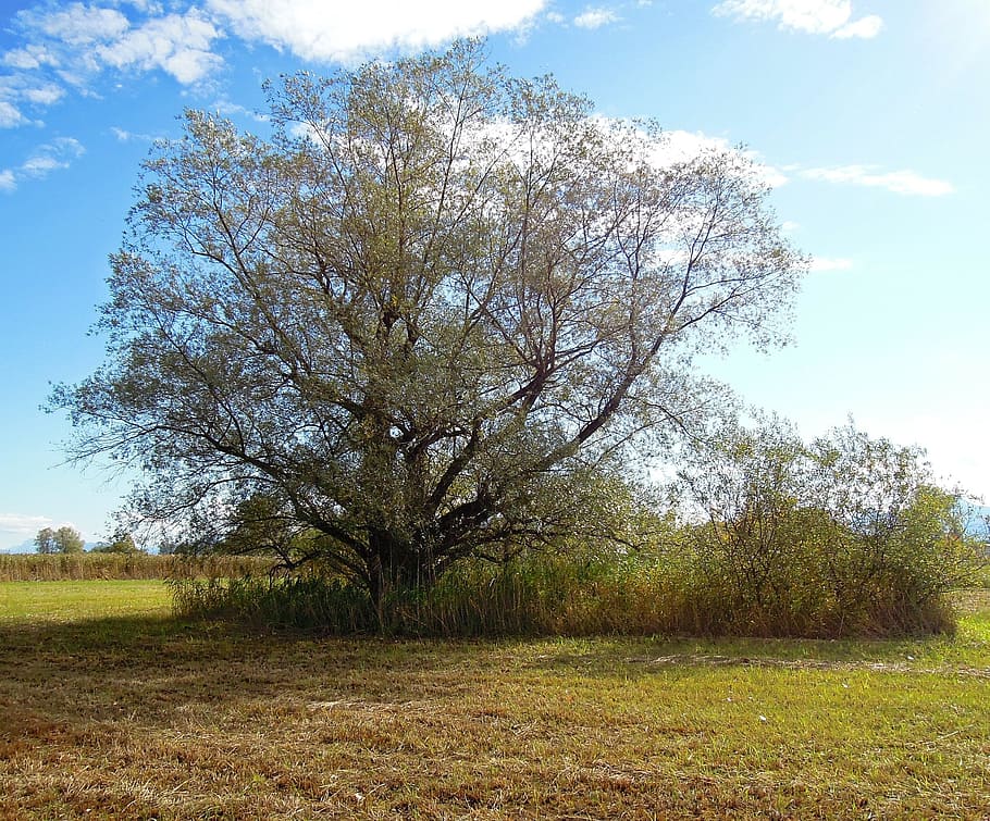 Tree, Meadow, Green, Sky, Sky, Blue, Clouds, autumn, nature HD wallpaper