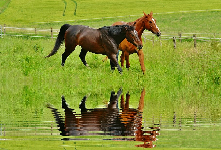 two brown horses, for two, coupling, mirroring, stallion, eat HD wallpaper