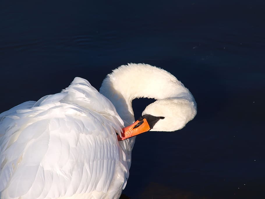 Swan, Bird, Water, one animal, animals in the wild, white color HD wallpaper