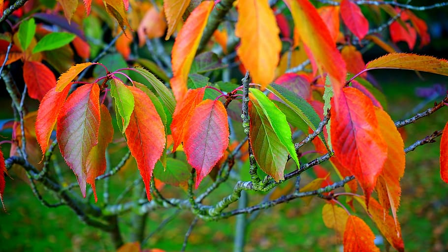 tree with autumn leaves, red, fall, leaf, season, plant, maple HD wallpaper