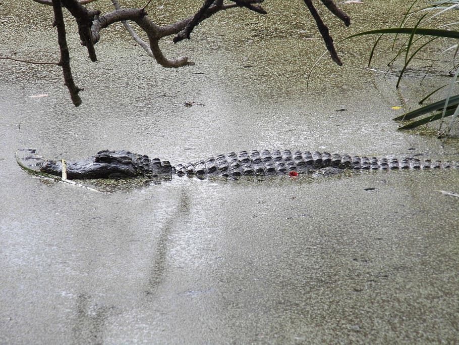 Crocodile, Water, Animals, one animal, animal themes, animal wildlife HD wallpaper