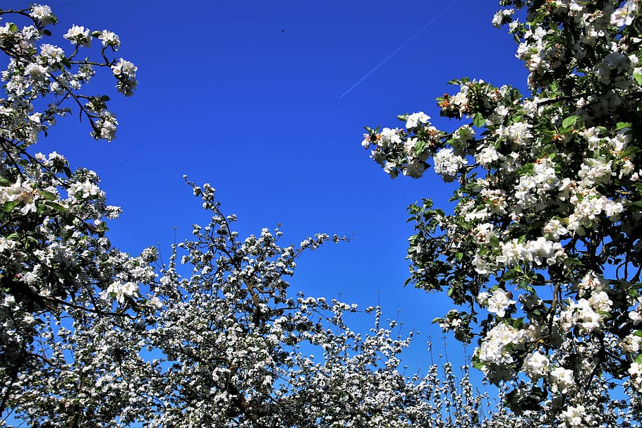 spring, sad, fruit trees, season, branch, flower, nature, at the court of HD wallpaper