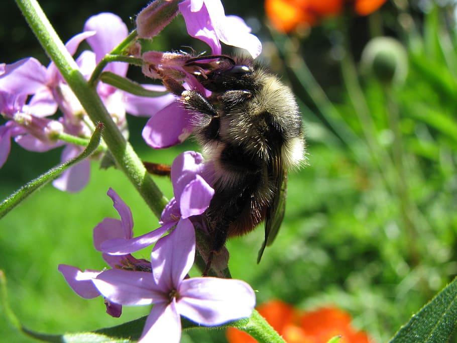 bee, pollination, macro, flower, nature, garden, plant, flowering plant HD wallpaper