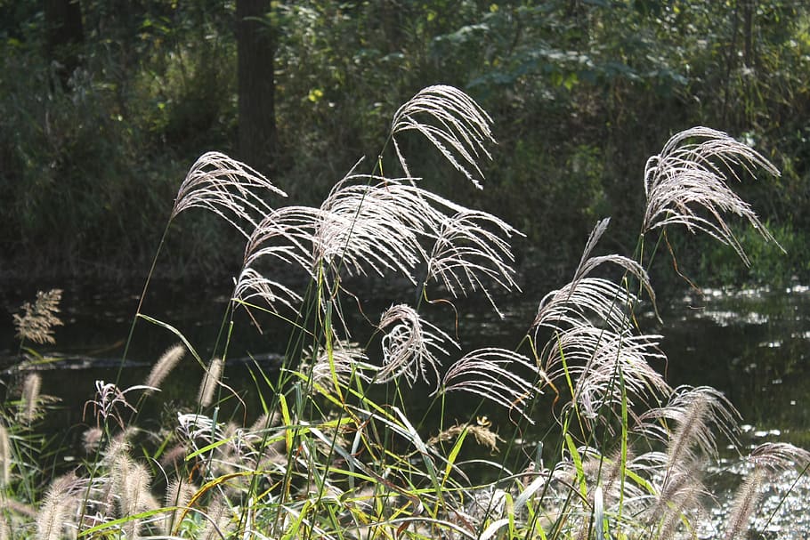 grass, the inverse, light, plant, growth, nature, day, no people HD wallpaper