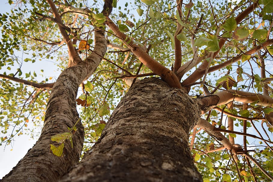 Tree, Leaves, Branches, Leaf, Nature, green, season, forest HD wallpaper