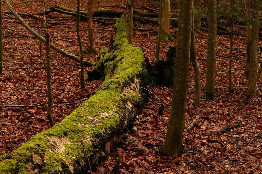 tree, forest, natureworld, overturned, landscape, green, leaf HD wallpaper