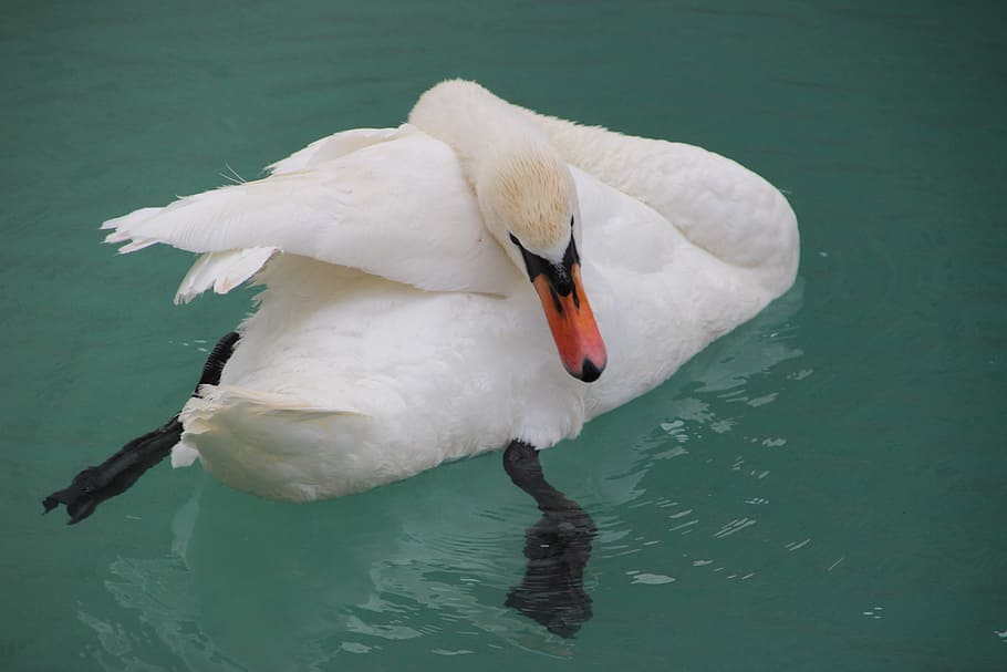 Swan, Pride, Nature, Bird, Water, schwimmvogel, white, white swan HD wallpaper