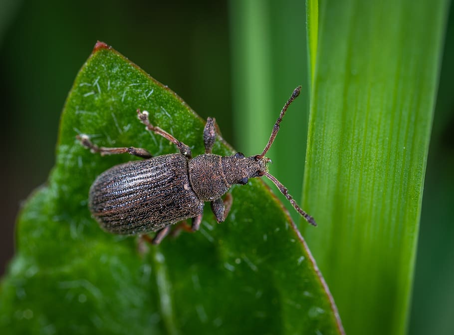 beetle, insect, macro, animal wildlife, green color, one animal HD wallpaper