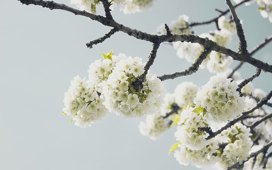 yellow petaled flower tree, white petaled flowers, Spring, Blossom