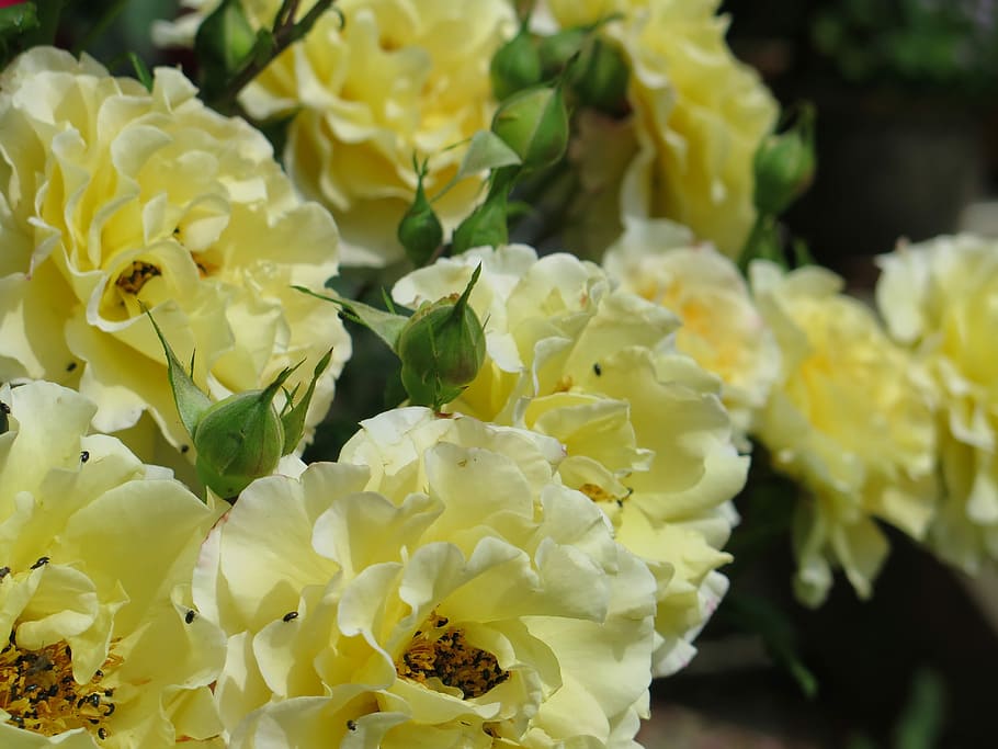 Roses, Yellow, Summer, freshness, food and drink, close-up HD wallpaper