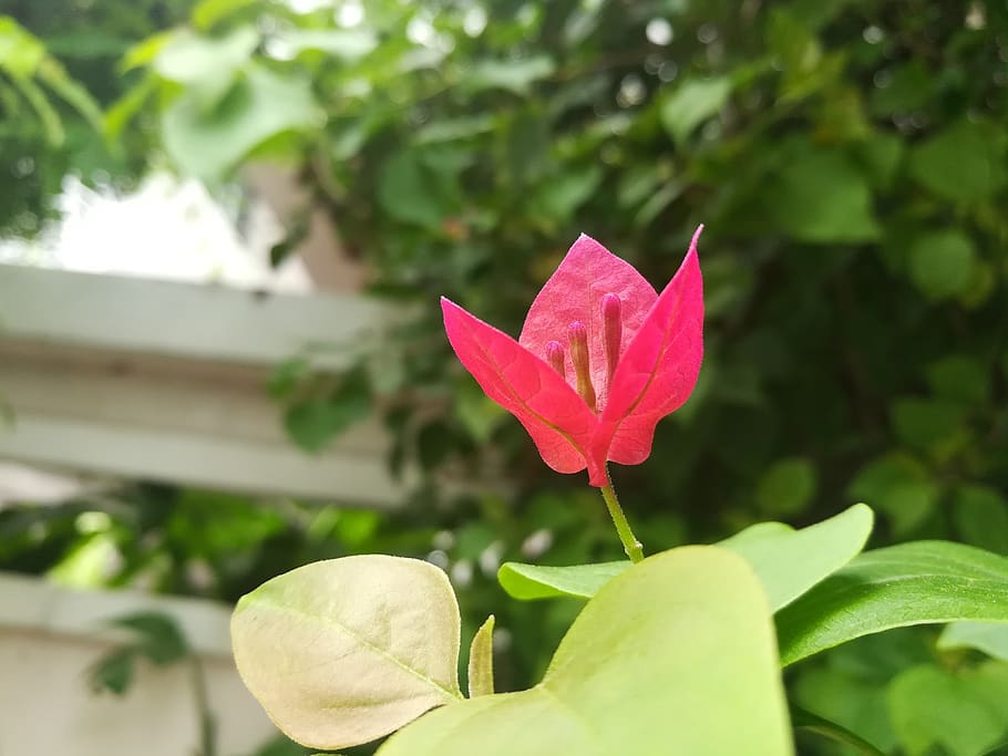 flowers, pink, plant, flowering plant, beauty in nature, vulnerability HD wallpaper