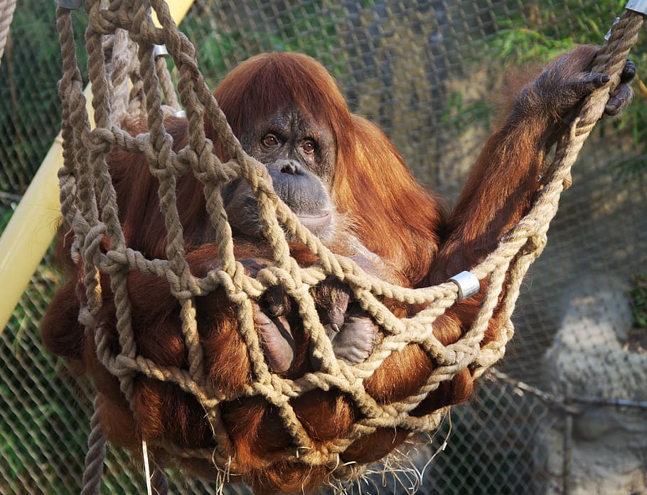 nature, animals, zoo, monkey, view, eyes, orangutan, primate HD wallpaper