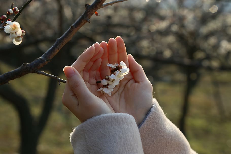 closeup photo of person holding petaled flower, plum, flowers