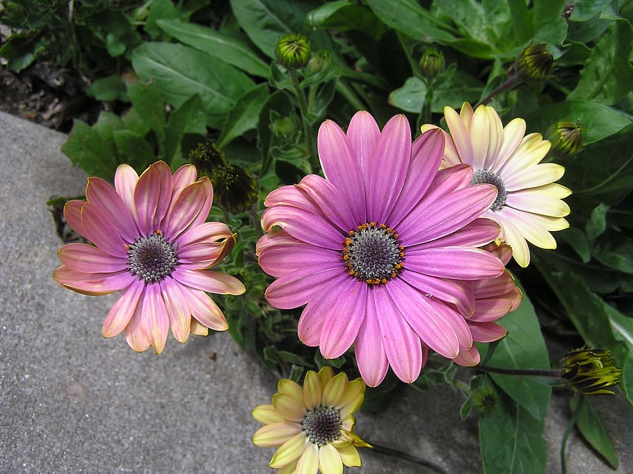 sun daisies, garden, summer, flowering plant, fragility, petal HD wallpaper