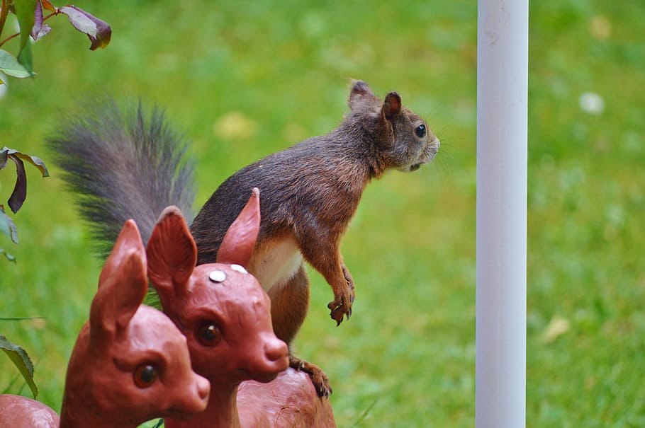 Squirrel, Nager, Rodent, Cute, Nature, cheeky, animal, garden HD wallpaper
