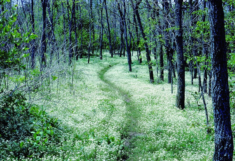 black trees near green grasses, forest, path, appalachian trail