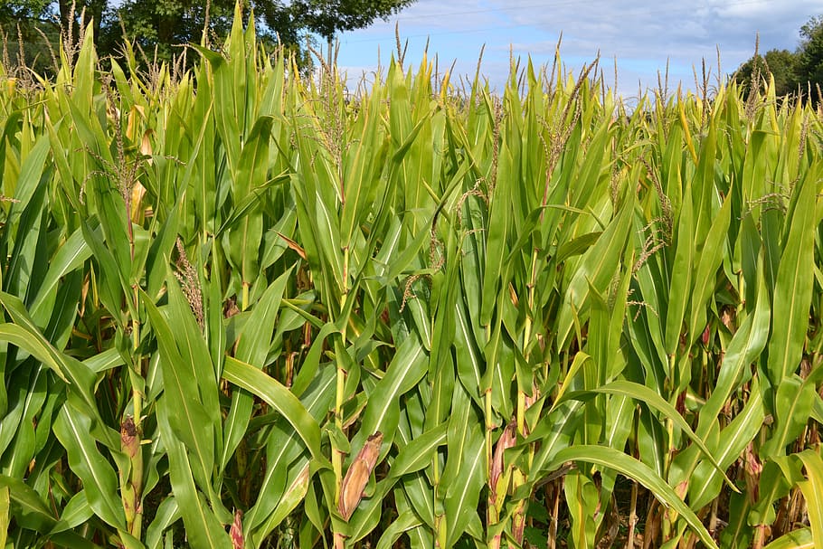 corn fields, agriculture, landscape, cereals, but sunny, summer HD wallpaper