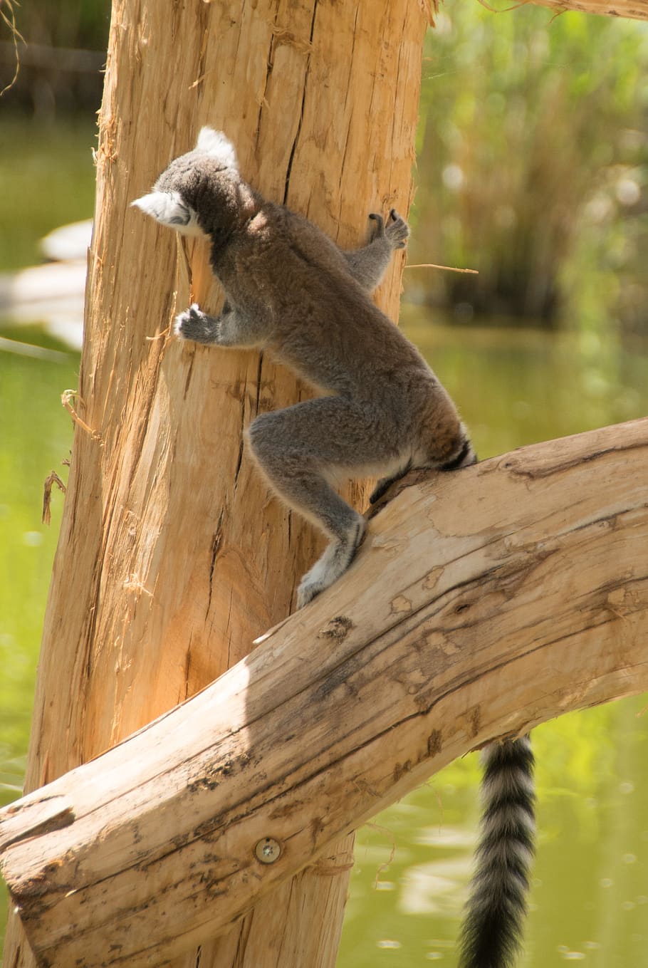 ring tailed lemur, eye, lemur catta, face, madagascar, zoo, HD wallpaper