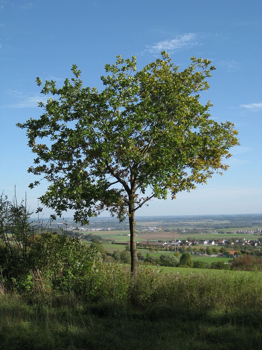 tree, landscape, view, nature, green, meadow, leisure, more HD wallpaper