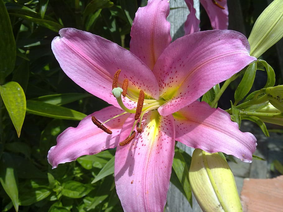 flowers, nature, spring, flowering plant, freshness, petal HD wallpaper