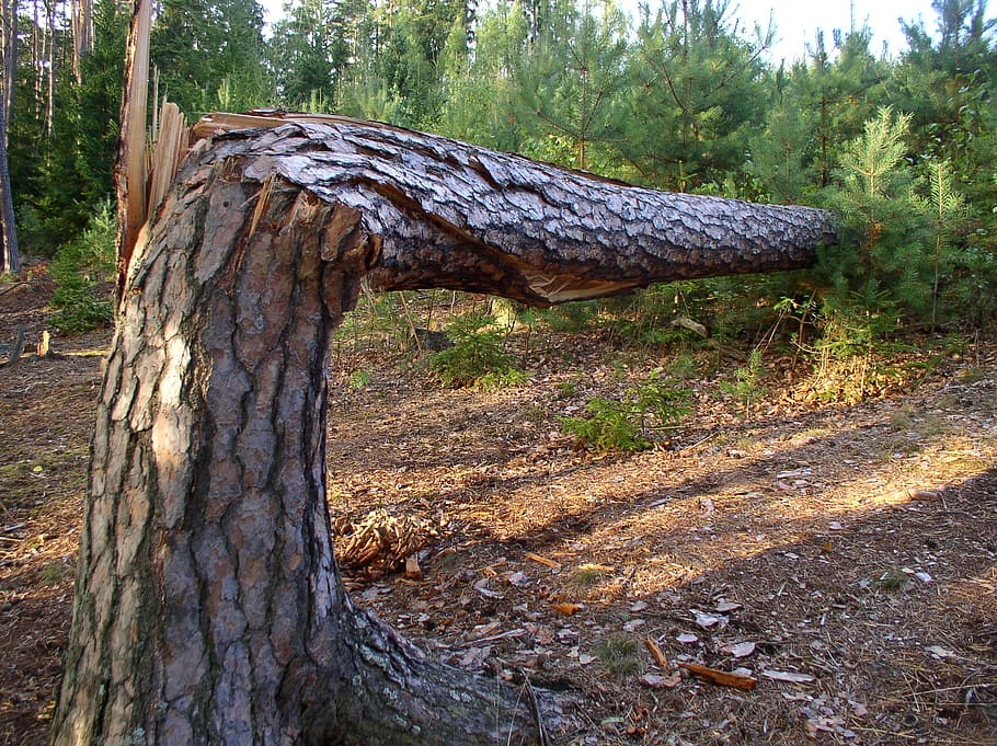 tree, nature, forest, trees, summer, sunset, bark, break, large HD wallpaper